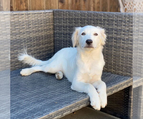 Medium Photo #2 Border Collie-Unknown Mix Puppy For Sale in Woodland, CA, USA