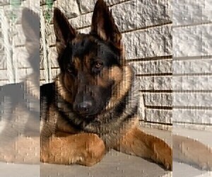 Father of the German Shepherd Dog puppies born on 06/06/2026