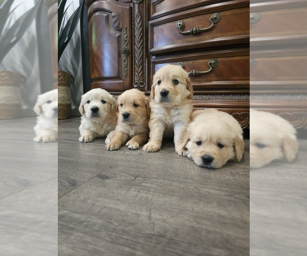 Medium Photo #6 English Cream Golden Retriever Puppy For Sale in ELVERTA, CA, USA