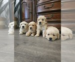 Small #5 English Cream Golden Retriever