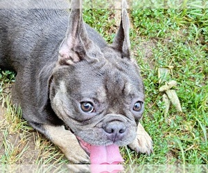 French Bulldog Puppy for Sale in DAYTON, Ohio USA