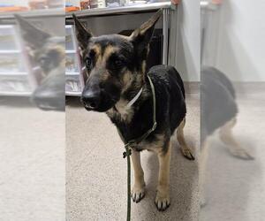 German Shepherd Dog-Unknown Mix Dogs for adoption in Bakersfield, CA, USA