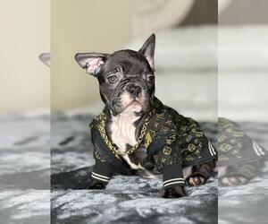 French Bulldog Puppy for sale in REVERE, MA, USA