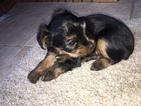 Small Photo #4 Yorkshire Terrier Puppy For Sale in POCONO SUMMIT, PA, USA