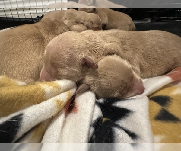 Medium Photo #9 Golden Retriever Puppy For Sale in GLIDE, OR, USA