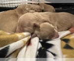 Puppy Puppy 8 Golden Retriever