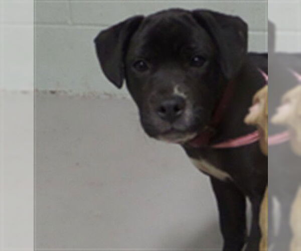 Medium Photo #1 Labrador Retriever Puppy For Sale in Augusta, GA, USA