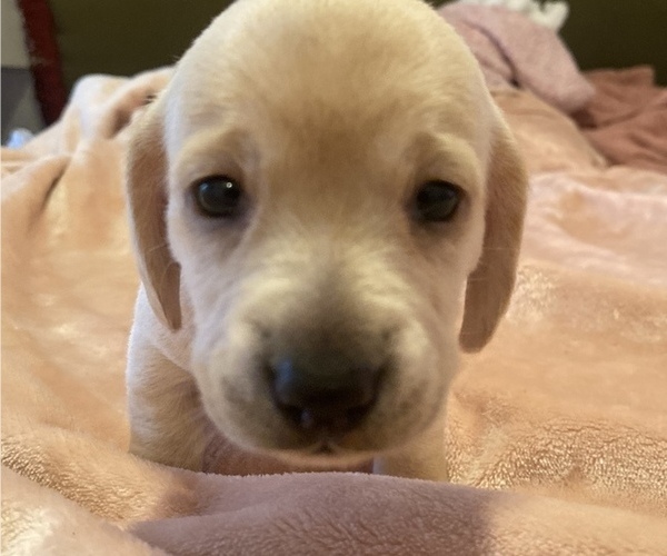 Medium Photo #4 Dachshund Puppy For Sale in DENHAM SPRINGS, LA, USA