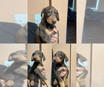 Small #1 Doberman Pinscher
