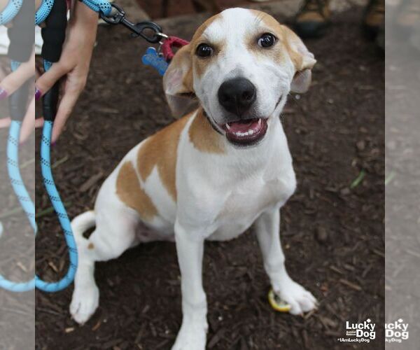 Medium Photo #8 Labrador Retriever-Unknown Mix Puppy For Sale in Washington, DC, USA