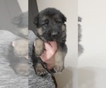 Small Photo #1 German Shepherd Dog Puppy For Sale in ELMA, IA, USA