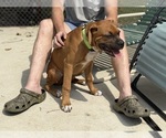 Small #5 Boxer