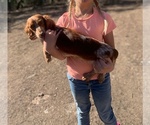 Small Photo #57 Dachshund Puppy For Sale in HONDO, TX, USA