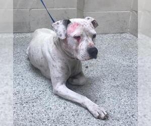 Mutt Dogs for adoption in Conroe, TX, USA
