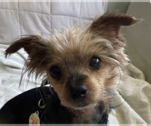 Mutt Dogs for adoption in San Ramon, CA, USA