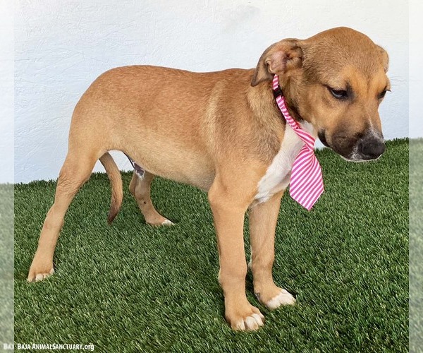 Medium Photo #3 Labrador Retriever-Unknown Mix Puppy For Sale in San Diego, CA, USA