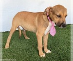 Small #2 Labrador Retriever Mix
