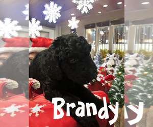 Poodle (Standard) Puppy for sale in SACRAMENTO, CA, USA