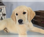 Puppy Kiowa English Cream Golden Retriever
