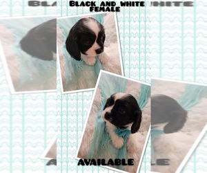 Cavalier King Charles Spaniel Puppy for Sale in MEMPHIS, New York USA