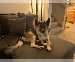 Piper - Male Mutt Dog for Adoption - Photo #7