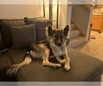 Small #6 Mutt