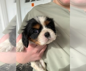 Cavalier King Charles Spaniel Puppy for sale in CLARKRANGE, TN, USA