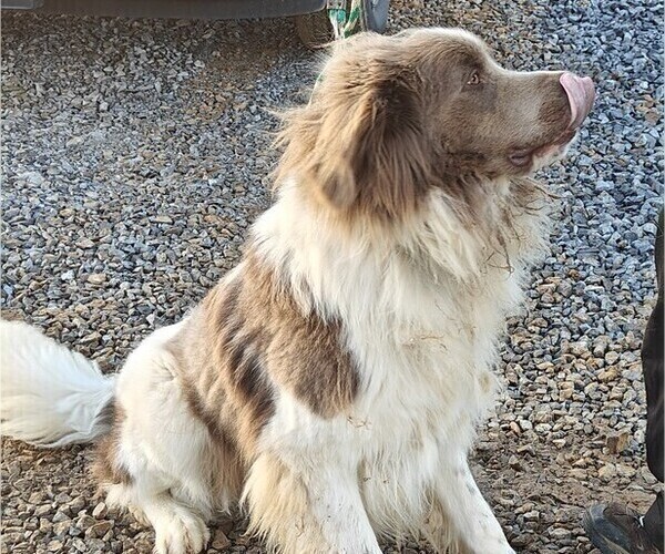 Medium Photo #1 Newfoundland Puppy For Sale in MECHANICSVILLE, MD, USA