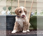 Small #3 Goldendoodle (Miniature)