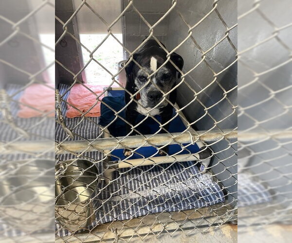 Medium Photo #4 Boxer Puppy For Sale in Stratham, NH, USA