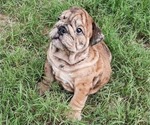 Small Photo #16 Bulldog Puppy For Sale in GREEN FOREST, AR, USA