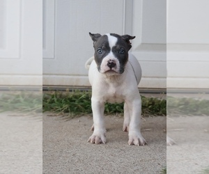 American Bully Puppy for sale in CHAMPAIGN, IL, USA