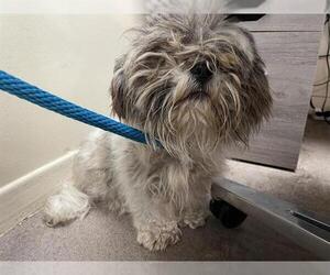 Shih Tzu-Unknown Mix Dogs for adoption in Pasadena, CA, USA