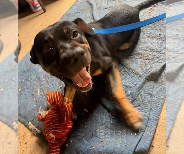 Medium Photo #2 Shepweiller Puppy For Sale in San Antonio, TX, USA