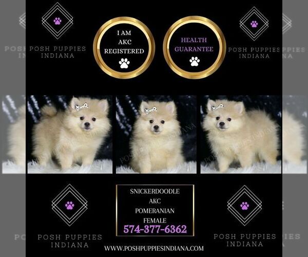 Medium Photo #2 Pomeranian Puppy For Sale in WARSAW, IN, USA