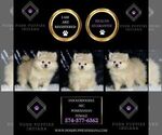 Small #1 Pomeranian