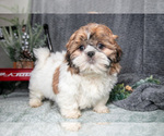 Puppy Peanut Shih Tzu