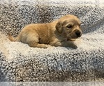 Puppy Pink Golden Retriever