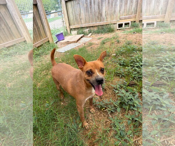 Medium Photo #3 Rat-Cha Puppy For Sale in Jackson, MS, USA