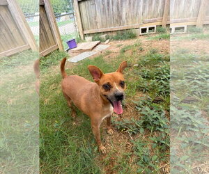 Faith (Baby Mama) - Female Rat-Cha Dog for Adoption - Photo #3