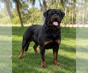 Father of the Rottweiler puppies born on 08/12/2026
