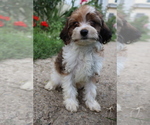 Small #4 Cavapoo