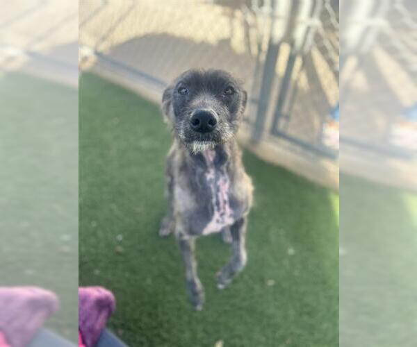 Medium Photo #1 Labrador Retriever-Unknown Mix Puppy For Sale in Chula Vista, CA, USA