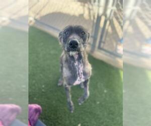 Labrador Retriever-Unknown Mix Dogs for adoption in Chula Vista, CA, USA