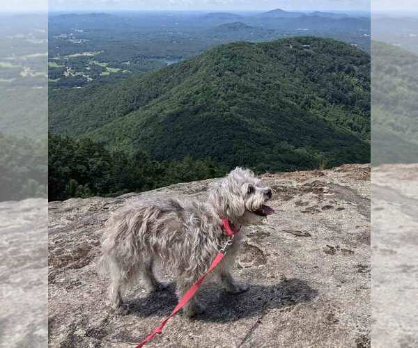 Medium Photo #13 Poodle (Miniature)-Unknown Mix Puppy For Sale in Kennesaw, GA, USA