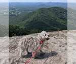 Small #12 Poodle (Miniature) Mix