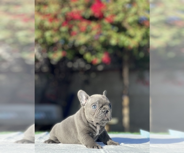 Full screen Photo #5 French Bulldog Puppy For Sale in LOS ANGELES, CA, USA