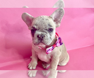 French Bulldog Puppy for sale in TUCSON, AZ, USA