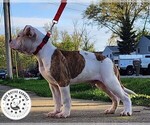 Small Photo #7 American Bulldog Puppy For Sale in NORTH RIDGEVILLE, OH, USA