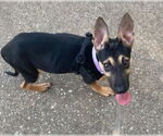 Small #2 German Shepherd Dog Mix